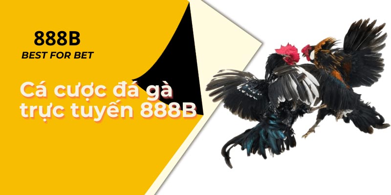 Đá gà 888B