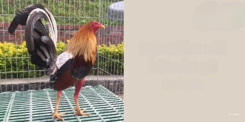 Gà Cuban đá cựa gì tốt nhất?