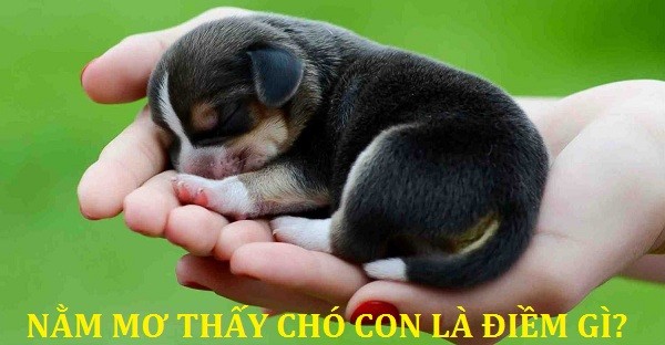 Nằm mơ thấy chó đánh lô nào may mắn trúng giải?