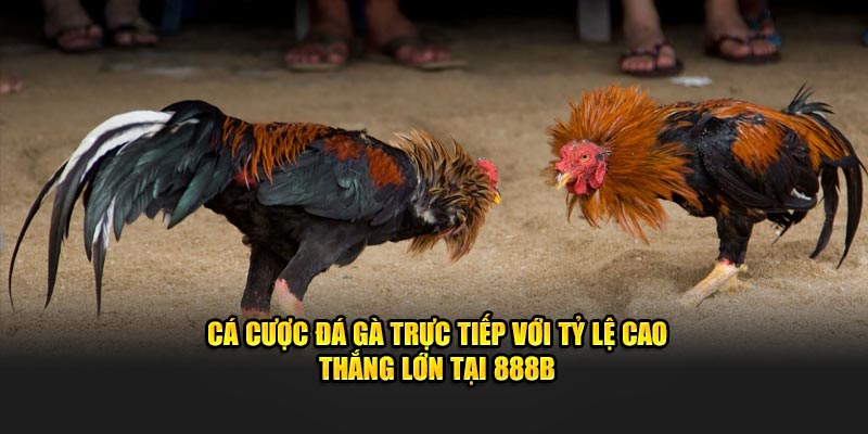 Cá cược đá gà tại 888B