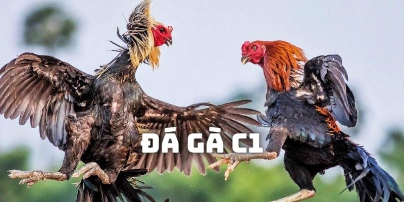Đá gà c1 tại 888b