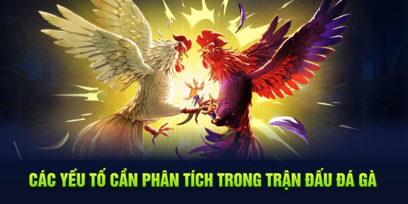 Các yếu tố cần phân tích trong trận đấu đá gà